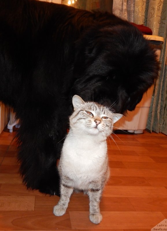 Фото: ньюфаундленд Красавица Кори Дроссер