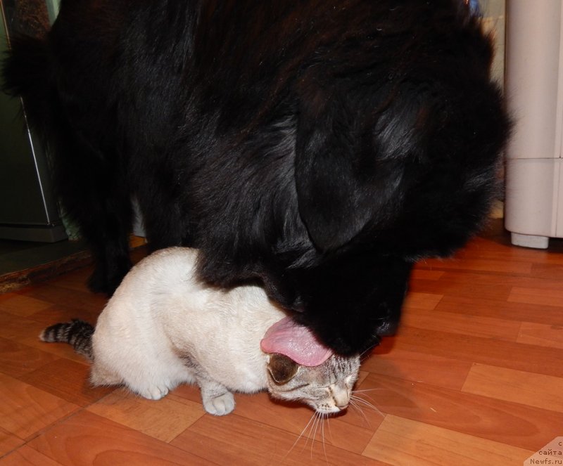 Фото: ньюфаундленд Красавица Кори Дроссер