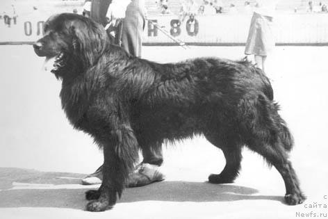 Фото: ньюфаундленд Шерхан