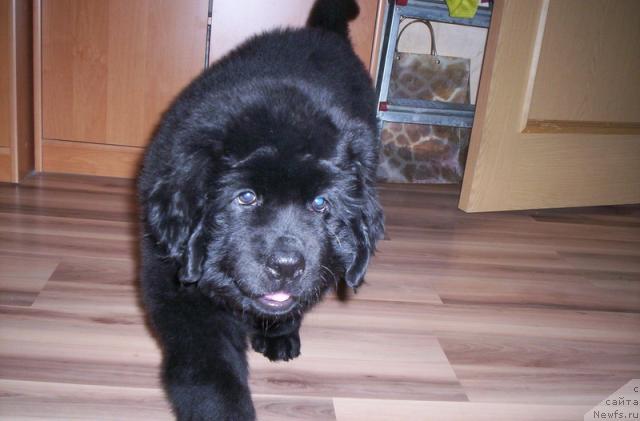 Фото: ньюфаундленд Глория Гранд Блек