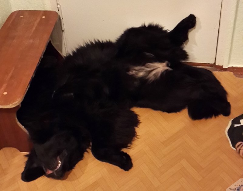 Фото: ньюфаундленд Черная Мафия Зип Ароунд (Chernaya Mafia Zip Around)