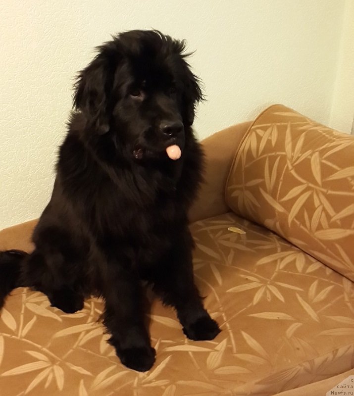 Фото: ньюфаундленд Черная Мафия Зип Ароунд (Chernaya Mafia Zip Around)