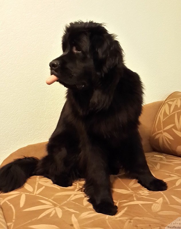 Фото: ньюфаундленд Черная Мафия Зип Ароунд (Chernaya Mafia Zip Around)