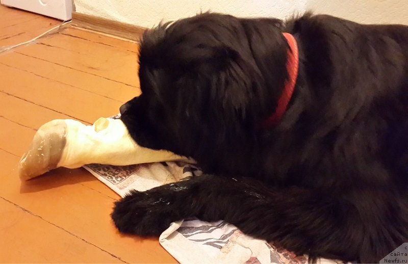 Фото: ньюфаундленд Черная Мафия Зип Ароунд (Chernaya Mafia Zip Around)