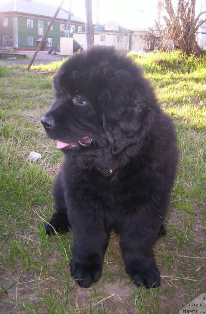 Фото: ньюфаундленд Глория Гранд Блек