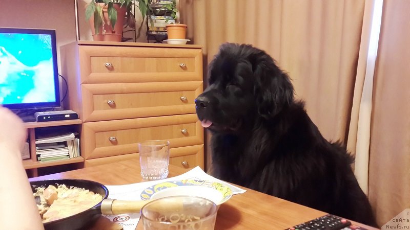 Фото: ньюфаундленд Черная Мафия Зип Ароунд (Chernaya Mafia Zip Around)