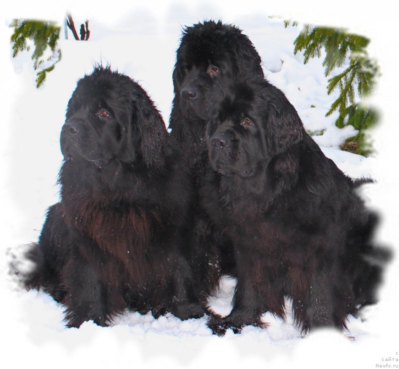 Фотография № 148319