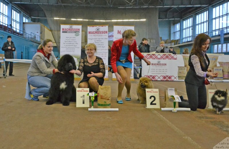 Фото: ньюфаундленд Remember Whoyouare Midnight Bear, Анастасия Заливако