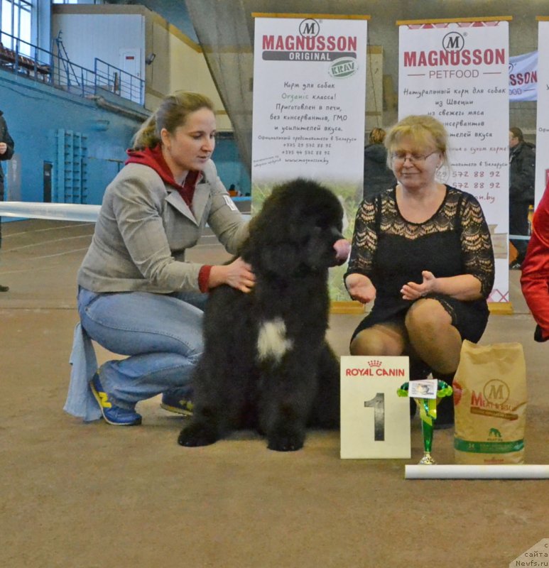 Фото: ньюфаундленд Remember Whoyouare Midnight Bear, Анастасия Заливако