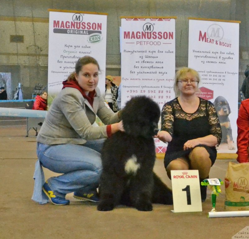 Фото: ньюфаундленд Remember Whoyouare Midnight Bear, Анастасия Заливако