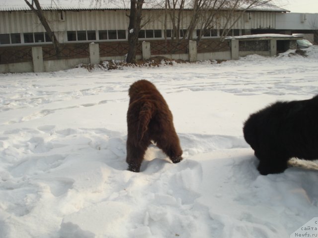Фото: ньюфаундленд Волна Байкала для Аркаима, ньюфаундленд Волна Байкала для Аркаима