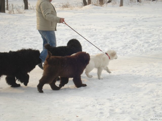 Фото: ньюфаундленд Волна Байкала для Аркаима