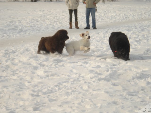 Фото: ньюфаундленд Волна Байкала для Аркаима, ньюфаундленд Супер Премиум Олимпиус Инферно