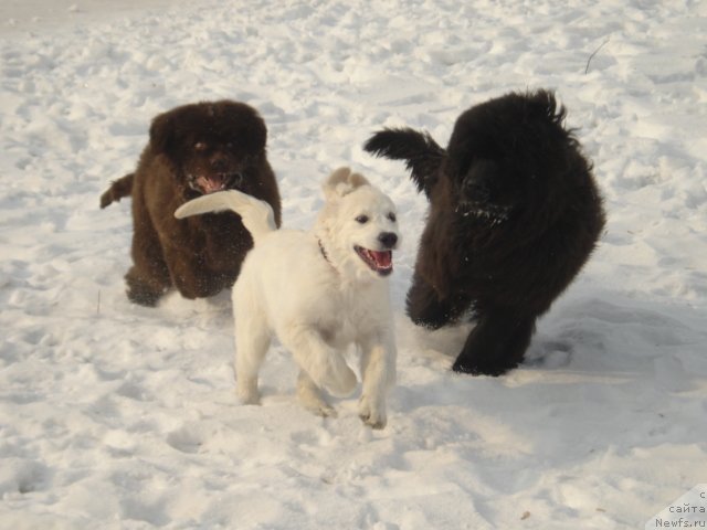 Фото: ньюфаундленд Волна Байкала для Аркаима, ньюфаундленд Супер Премиум Ностальджи