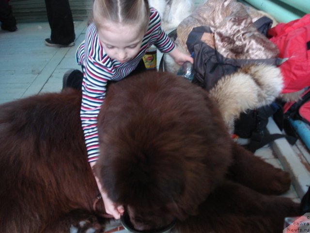 Фото: ньюфаундленд Мега Стар из Аркаима