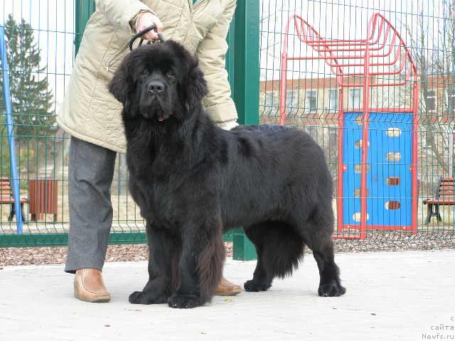 Фото: ньюфаундленд Черная Мафия Маубе Ше Вилл (Chernaya Mafia Maybe She Will)