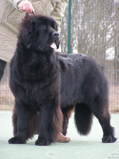 Фото: ньюфаундленд Черная Мафия Маубе Ше Вилл (Chernaya Mafia Maybe She Will)