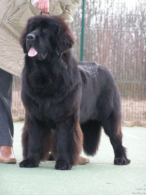 Фото: ньюфаундленд Черная Мафия Маубе Ше Вилл (Chernaya Mafia Maybe She Will)