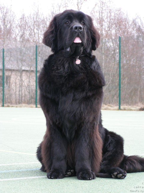 Фото: ньюфаундленд Черная Мафия Маубе Ше Вилл (Chernaya Mafia Maybe She Will)