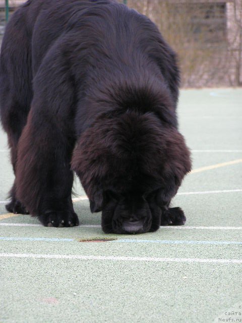 Фото: ньюфаундленд Черная Мафия Маубе Ше Вилл (Chernaya Mafia Maybe She Will)