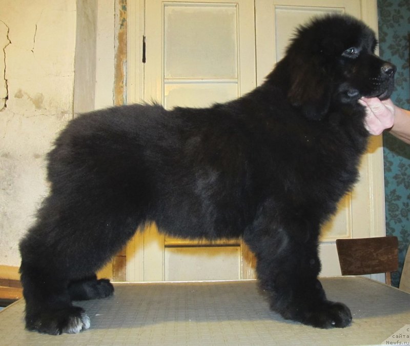 Фото: ньюфаундленд Смигар Ток ов Соул (Smigar Talk of Soul)