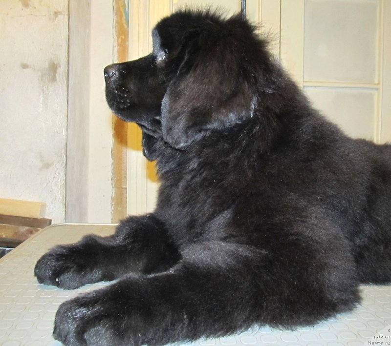 Фото: ньюфаундленд Смигар Ток ов Соул (Smigar Talk of Soul)