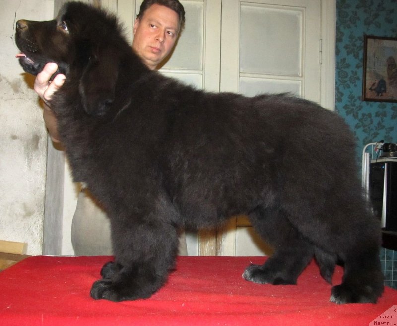 Фото: ньюфаундленд Смигар Ток ов Соул (Smigar Talk of Soul)