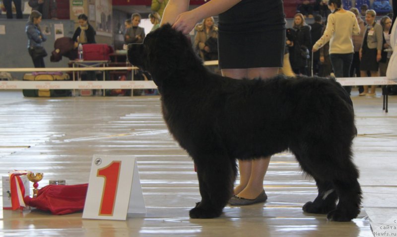 Фото: ньюфаундленд Аквиан Сонг Лаватера (Akvian Song Lavatera)