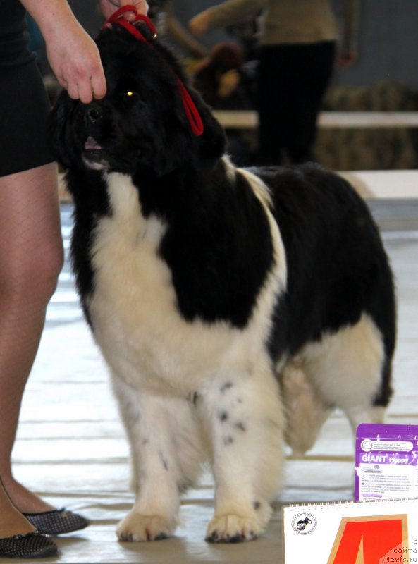 Фотография № 148349