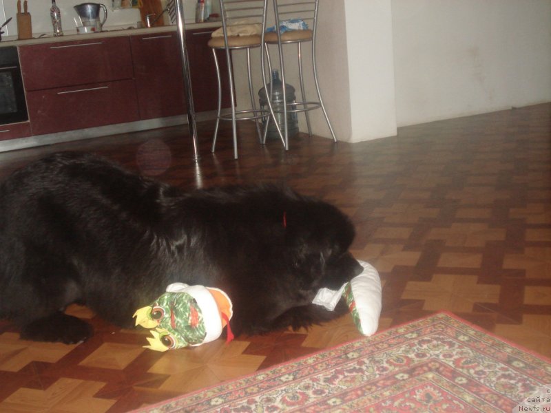 Фото: ньюфаундленд Акватория Келвин Щедрость Фортуны (Aquatoriya Kelvin Schedrost Fortuny)