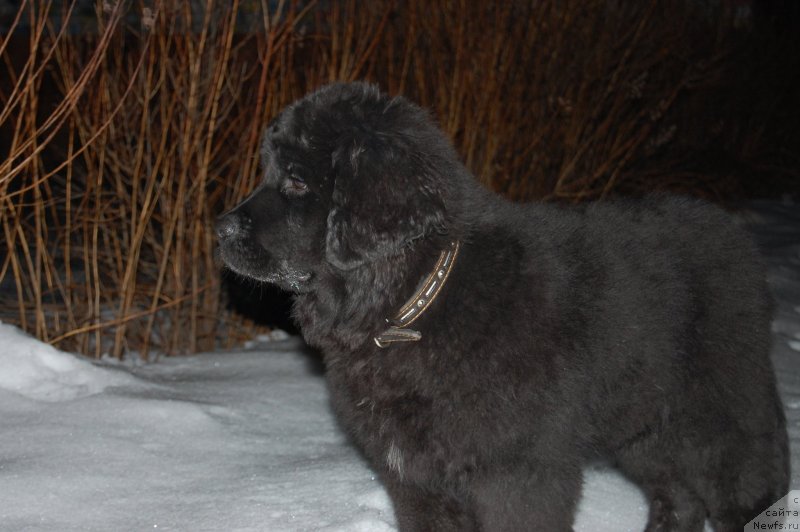 Фото: ньюфаундленд Валмонд Победитель (Valmond Pobeditel)