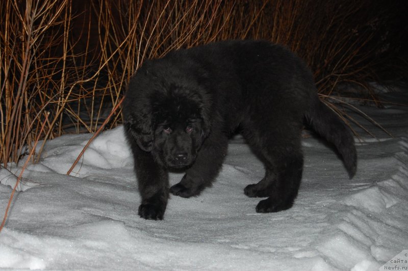 Фото: ньюфаундленд Валмонд Победитель (Valmond Pobeditel)