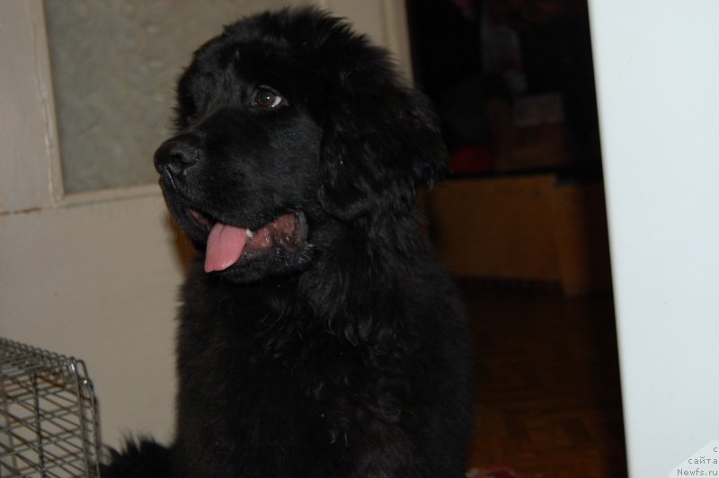 Фото: ньюфаундленд Валмонд Победитель (Valmond Pobeditel)