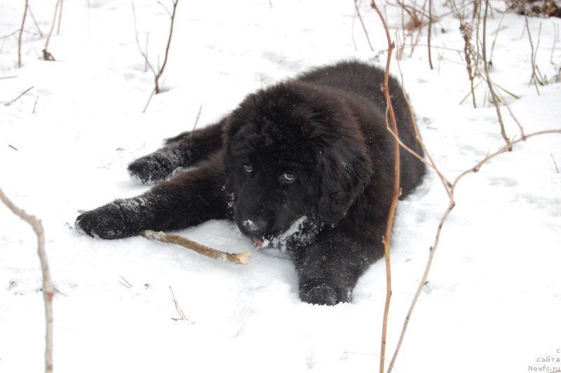Фото: ньюфаундленд Валмонд Победитель (Valmond Pobeditel)