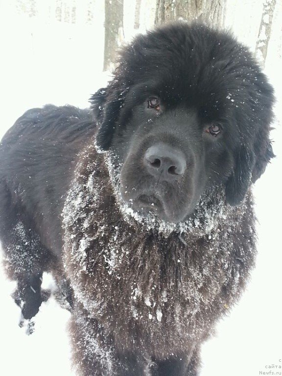 Фото: ньюфаундленд Сент Джонс Заура (Sent Djons Zaura)