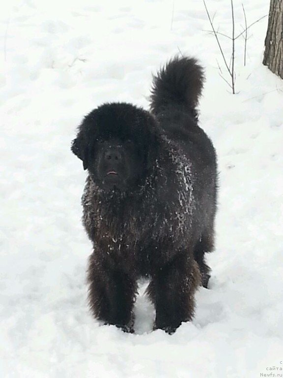 Фото: ньюфаундленд Сент Джонс Заура (Sent Djons Zaura)