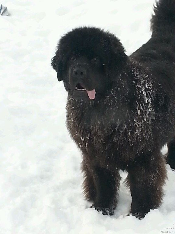 Фото: ньюфаундленд Сент Джонс Заура (Sent Djons Zaura)