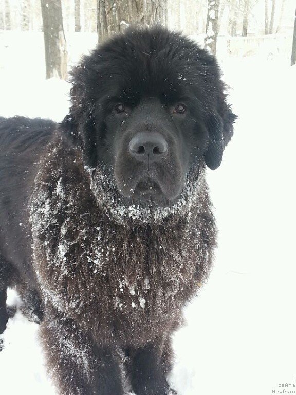 Фото: ньюфаундленд Сент Джонс Заура (Sent Djons Zaura)