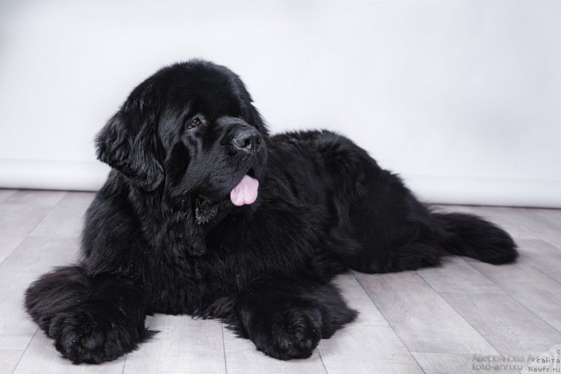 Фото: ньюфаундленд Питерньюф Монте Кристо (Piternyuf Monte Kristo)