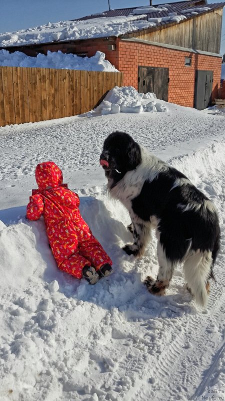 Фото: ньюфаундленд Супер Бизон Екатеринбург (Super Bizon Ekaterinburg), Ромашка-неваляшка)))