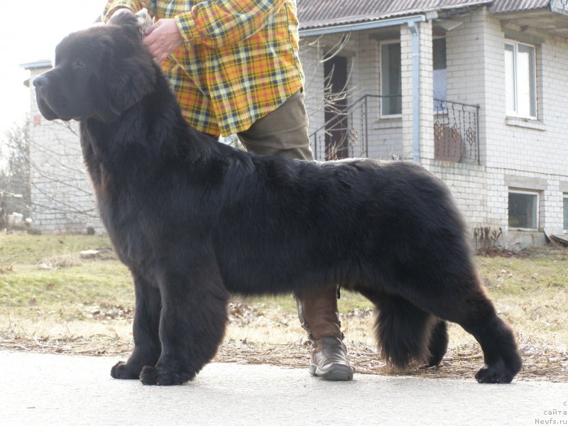 Фото: ньюфаундленд Черная Мафия Маубе Ше Вилл (Chernaya Mafia Maybe She Will)