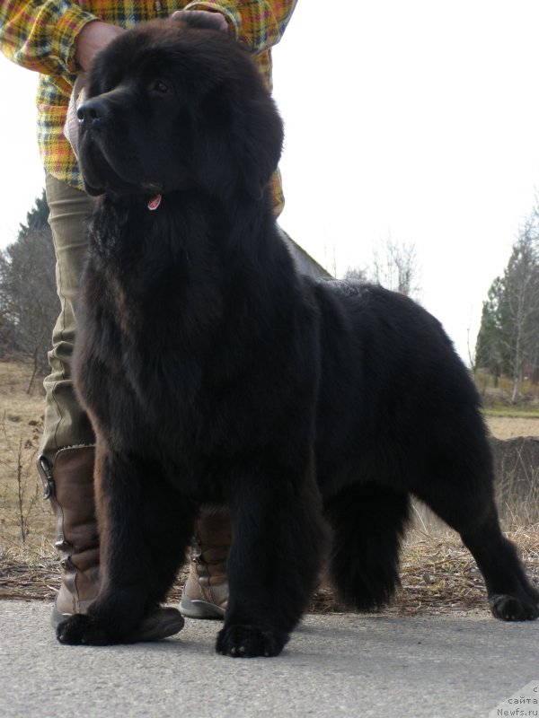 Фото: ньюфаундленд Черная Мафия Маубе Ше Вилл (Chernaya Mafia Maybe She Will)