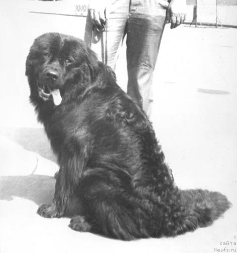 Фото: ньюфаундленд Хэппи Нуар