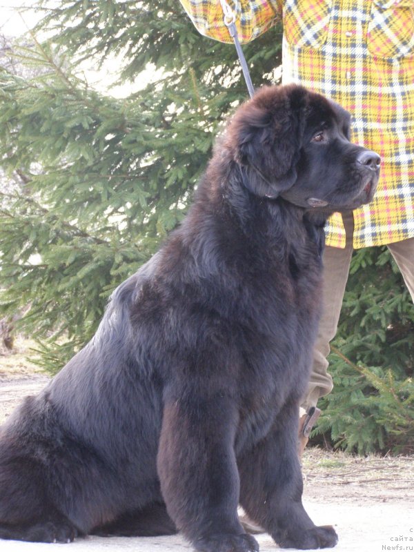 Фото: ньюфаундленд Черная Мафия Маубе Ше Вилл (Chernaya Mafia Maybe She Will)