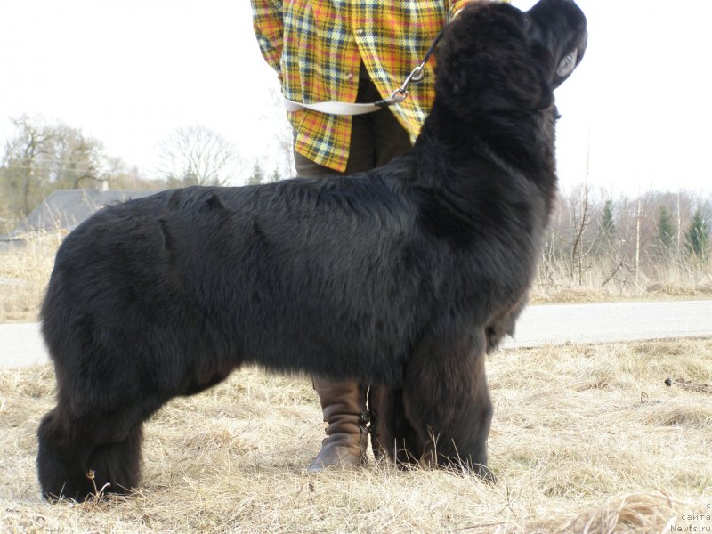 Фото: ньюфаундленд Черная Мафия Маубе Ше Вилл (Chernaya Mafia Maybe She Will)