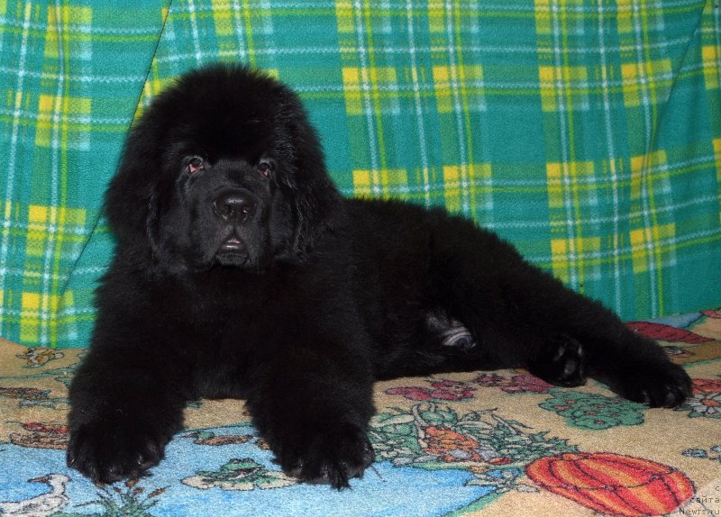 Фото: ньюфаундленд Смигар Управдом Друг Человека