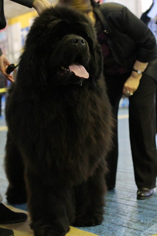 Фото: ньюфаундленд Мистер Форте Импрессионе (Mister Forte Impressione)