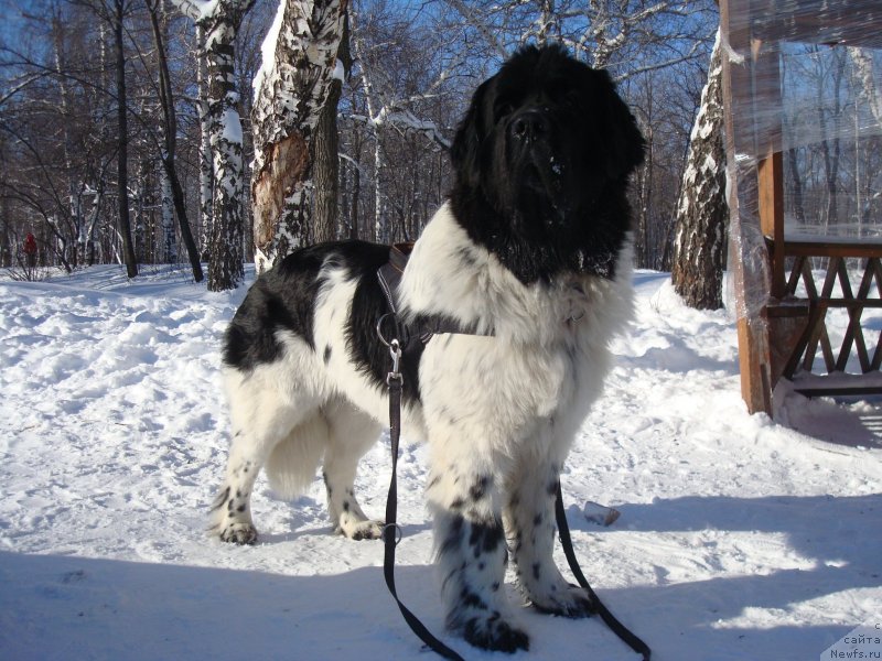 Фотография № 148418