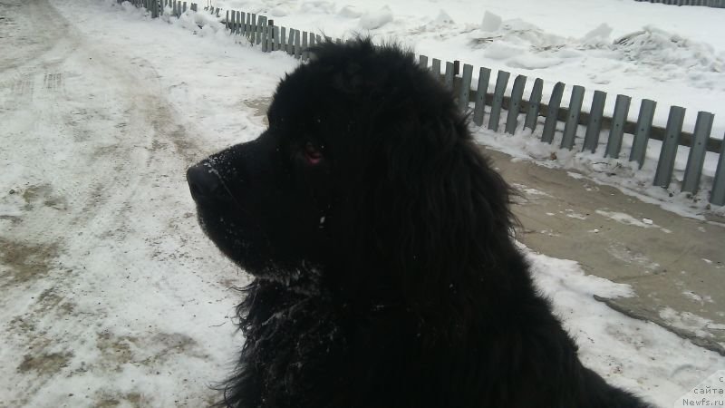Фото: ньюфаундленд Стерлинг Фунт из Медвежьего Яра, ньюфаундленд Стерлинг Фунт из Медвежьего Яра