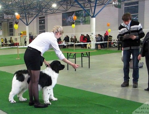 Фото: ньюфаундленд Эксклюзив Коннэкшен Ди Ди Бриджуотер (Exclusive Connection Dee Dee Bridgewater)